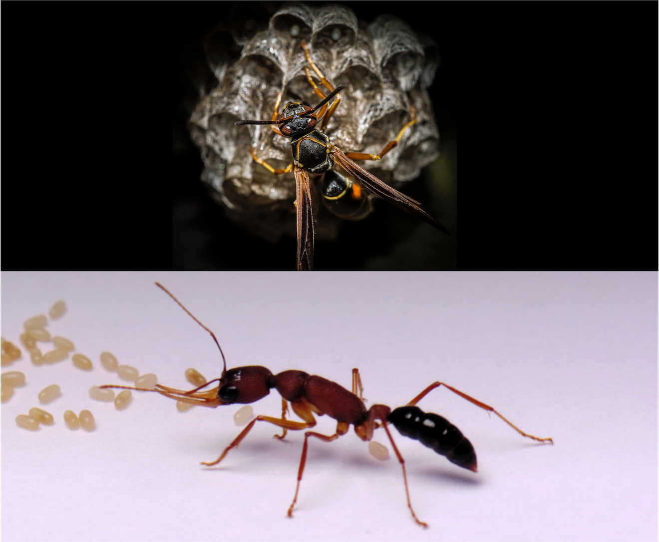 Invertebrate model organisms